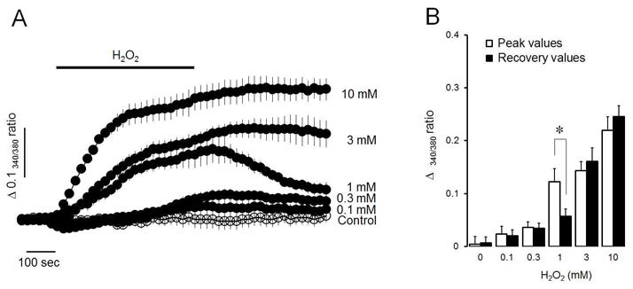 Hydrogen peroxide (H2O2) produced intracellular Ca2+accumulation in intact parotid acinar cells. (A) Effects of various concentrations (0.1-10 mM) of H2O2 (filled circles) for 10 minutes on Ca2+ accumulation in the presence of normal extracellular Ca2+. (B) The peak (open bars) and recovery (filled bars) values of intracellular Ca2+accumulation after 10 minutes of the perfusion and the removal of H2O2