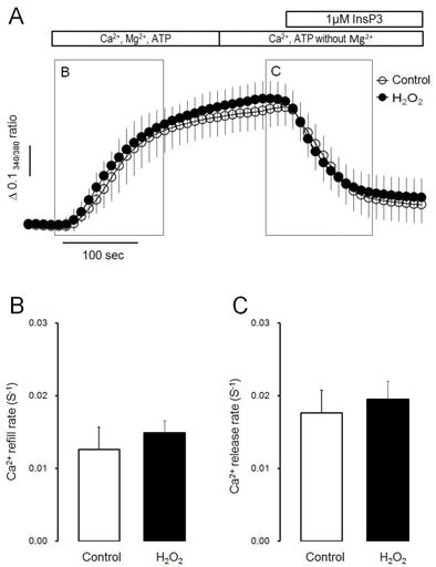 H2O2 failed to modulate Ca2+ transport through endoplasmicreticulum (ER) membrane in permeabilized parotid acinar cells. (A) The effect of H2O2 on Ca2+ refill and InsP3-induced Ca2+ release through ER membrane in permeabilized cells. (B) The effect of H2O2 on Ca2+ refill rates into intracellular Ca2+ stores. (C) The effect of H2O2 on InsP3-induced Ca2+ release from Ca2+ stores