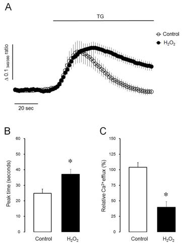 H2O2 attenuated Ca2+ efflux in thapsigargin (TG)-treated intact acinar cells. (A) The effect of H2O2 on Ca2+ efflux during the depletion of ER Ca2+ store by TG treatmentin Ca2+-free buffer. (B) The effect of H2O2 on the peak time of intracellular Ca2+ elevation. (C) The effect of H2O2 on the relative Ca2+efflux at the end of experiments