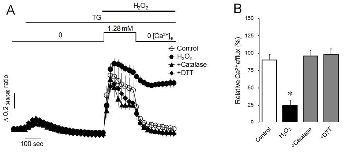 H2O2 suppressed Ca2+ efflux through PMCA in intact parotid acinar cells. (A) The effect of H2O2 and antioxidants on Ca2+efflux through PMCA. (B) The effect of H2O2 and antioxidants on relative Ca2+efflux at the end of experiments