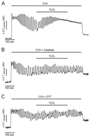 Effects of hydrogen peroxide (H2O2) and antioxidants on CCh-induced intracellular Ca2+ oscillation in intact pancreatic acinar cells. (A) Representative trace showing the effect of H2O2 on CCh-induced Ca2+ oscillation. (B, C) Representative traces showing the effects of antioxidants (30 μg/ml of catalase and 2 mM of DTT) on H2O2-induced intracellular Ca2+ changes