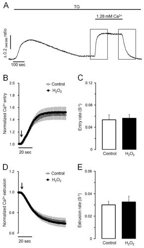 H2O2 does not affect Ca2+ entry or Ca2+ extrusion in TG-treated pancreatic acinar cells. (A) Representative trace showing the effect of SERCA inactivation using TG on Ca2+ entry from extracellular medium and Ca2+ extrusion to extracellular medium. (B,C) Effects of H2O2 on normalized Ca2+ entry and Ca2+ entry rate in TG-treated pancreatic acinar cells