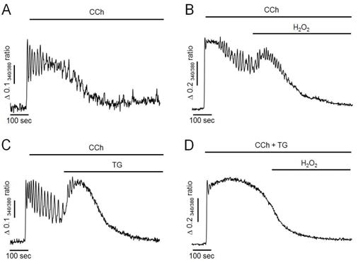 Effects of H2O2 and TG on CCh-induced intracellular Ca2+ response in Ca2+-free medium. (A) Representative trace showing CCh-induced intracellular Ca2+ response in Ca2+-free medium. (B) H2O2-induced additional elevation of intracellular Ca2+levels. (C) TG mimicked the additional elevation of intracellular Ca2+levels. (D) Pretreatment of TG with CCh completely abolished H2O2-induced additional elevation of intracellular Ca2+ levels