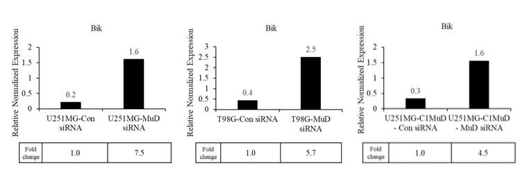 각 세포주에서 control siRNA vs MuD siRNA 처리 후 RT-qPCR으로 BiK 발현 검사