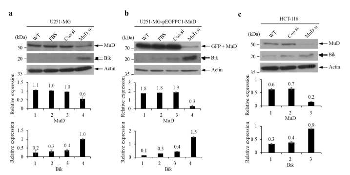 U251-MG, U251MG-pEGFPC1-MuD 그리고 HCT-116 세포주에서 MuD siRNA 처리시 Bik 발현 변화