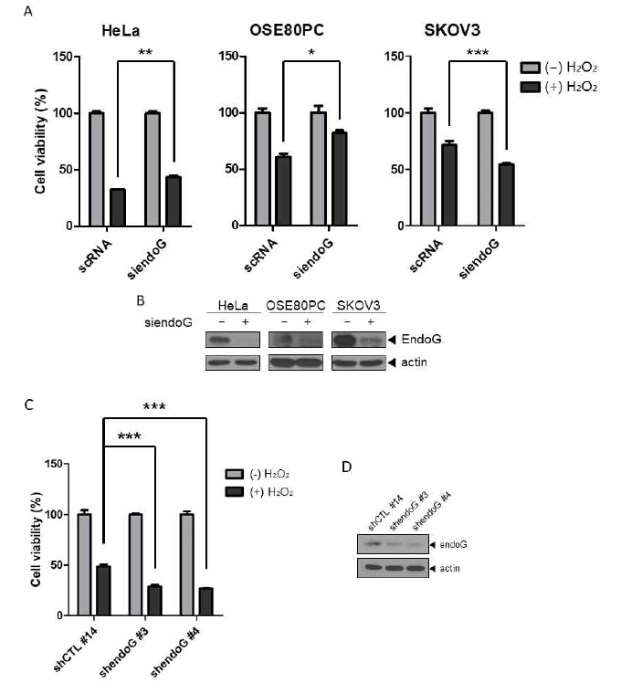 Viability of endoG-depleted cells on H2O2 treatment. (A) Viability of Hela, OSE80PC (normal) and SKOV3 (OC) with or without endoG RNAi on H2O2 treatment, (B) WB of lysates used in (A), (C) Viability of endoG stably depleted SKOV3 cells on H2O2 treatment, (D) WB to show EndoG is successfully depleted in (C)