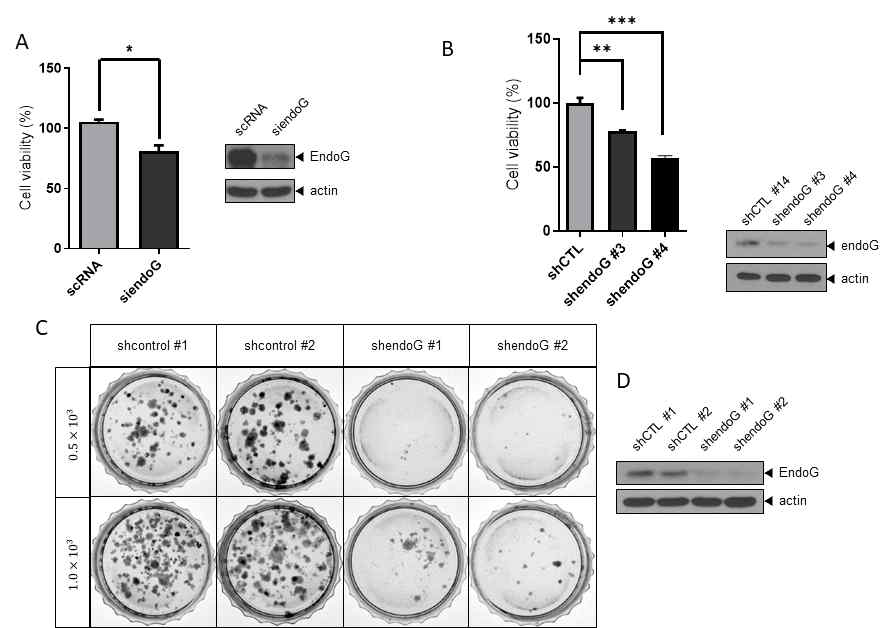 Depletion of EndoG decreased cell viability. (A) Cell viability of EndoG-depleted cells via siendoG and their expression WB, (B) cell viability of shendoG-SKOV3 stable cells and their expression WB, (C) colony formation of control and shendoG-SKOV3 stable cells and thier expression WB (D)