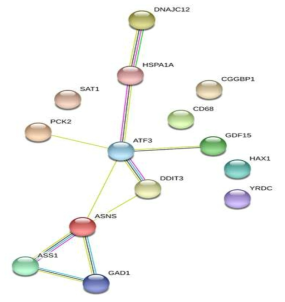 ASS1 과발현과 관련된 13개 유전자간의 network analysis