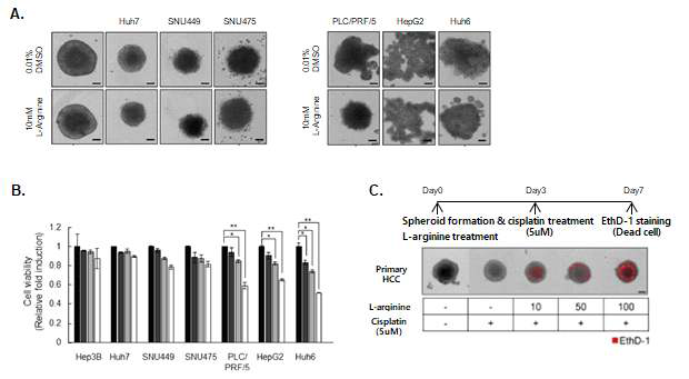 3차원 간암 구상체를 이용한 L-arginine 단독 및 cisplatin 병용투여에 의한 세포 사멸능 (A) 3차원 간암 구상체에서 관찰되는 L-arginine 단독 세포 사멸능 (B) 3차원 간암 구상체에서 관찰되는 L-arginine 농도 의존적 세포 사멸능 (C) L-arginine과 cisplatin 병용 투여에 의한 3차원 간암 구상체 세포 사멸능