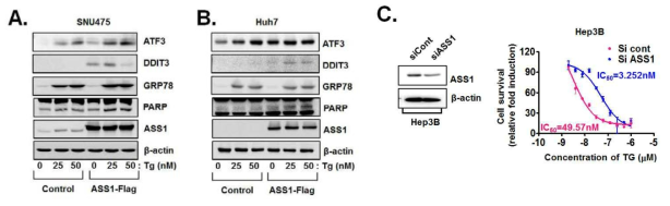 ASS1 발현 증가에 따른 소포체 스트레스 관련 인자의 발현과 세포사멸능 변화 (A) ASS1이 과발현된 SNU475에서 소포체 스트레스 관련 인자의 발현 변화 (B) ASS1이 과발현된 Huh7에서 소포체 스트레스 관련 인자의 발현 변화 (C) ASS1 발현 억제 유도에 의한 세포 사멸능의 변화
