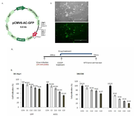 간암세포주에서 ASS1 발현에 의한 cisplatin 저항성 극복 A. 간략한 실험 모식도, B. Sk-Hep1, C. PLC/PRF/5, D. SNU449