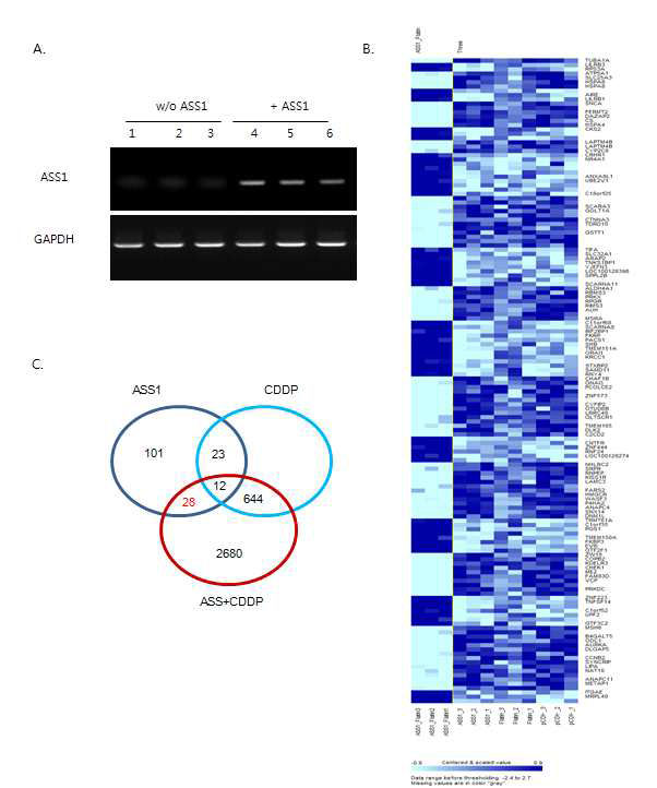 발현 stable cell line을 이용한 ASS1 발현과 cisplatin 저항성 극복 관련 유전자 도출 A. ASS1 발현 변화 확인(RT-PCR), B. ASS1 stable SNU398에 cisplatin을 처리한 microarray hitmap, C. microarray분석에 의해 확인된 각 그룹별 변화된 genes