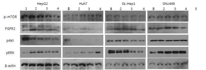 간암세포주에서 나타나는 아르기닌 단독 세포사멸능 차이에 따른 signaling pathway의 변화