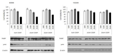 간암환자 유래 간암세포에서 관찰되는 아르기닌 단독 및 cisplatin 병용 투여에 의한 세포 사멸능과 signaling pathways의 변화