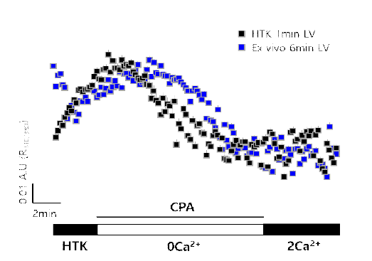 ex vivo 모델에서의 CPA 활성 변화