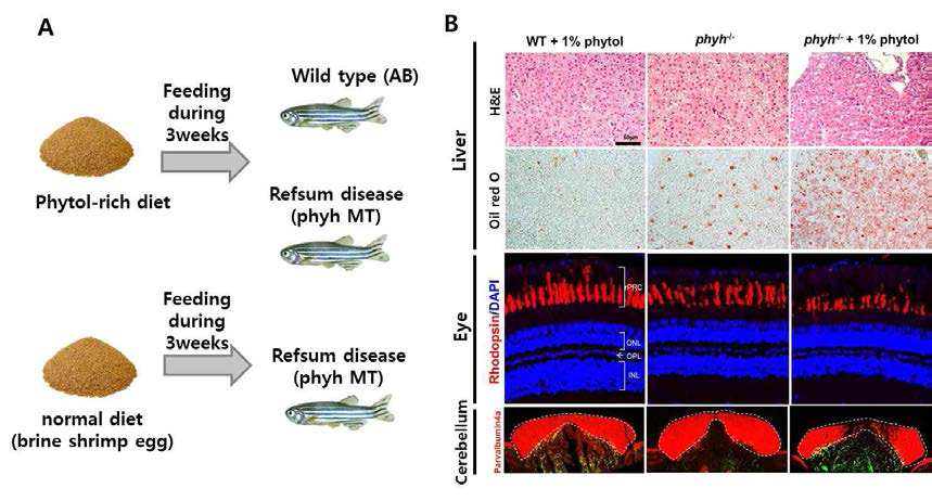 phyh knock - out에서 phytol 축적에 따른 다양한 병리학적 이상현상