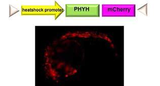 hsp70:PHYH:mcherry