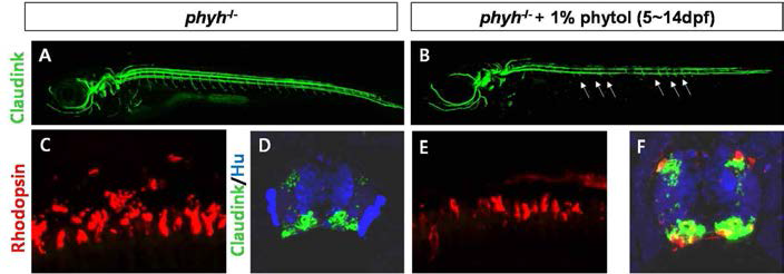 일주일간 phytol 식이를 섭취한 phyh knockout larvae에서 성체와 동일한 수초화 이상(A,B)과 photoreceptor의 퇴화(C,E) 및 신경세포 퇴화(D,F)가 나타남