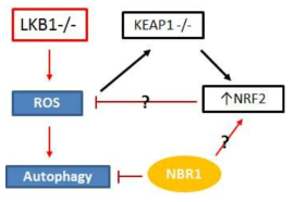 constitutively active NRF2 and accumulated NBR1 in LKB1-deficient bladder cancer