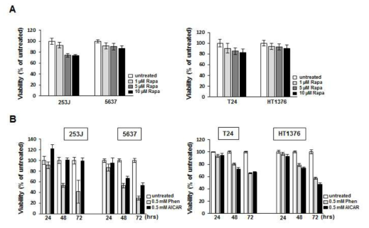 Effect on growth inhibition of rapamycin in bladder cancer cells