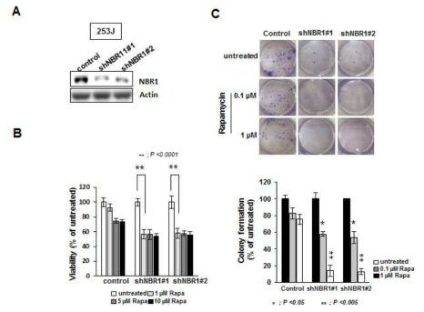 Rapamycin induces growth inhibition of shNBR1 253J cells as a dose dependent manner