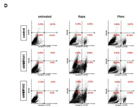 Rapamycin induces apoptotic bodies in shNBR.253J cells