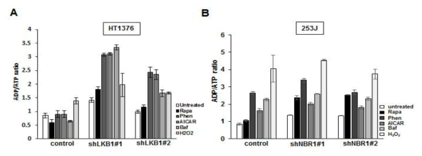 Rapamycin and phenformin increase in ADP/ADP ratio in both shLKB HT1376 and shNBR1 253J cells