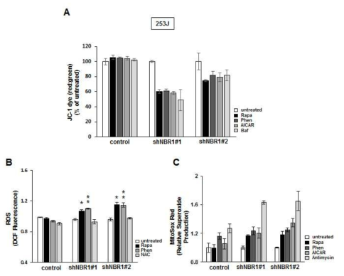 Rapamycin and AMPK activators induce more mitochondrial dysfunction in shNBR1 cells than in wild-type cells