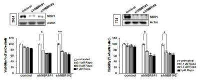NBR1-knockdown 방광암 세포주에서 rapamycin 민감도 증가