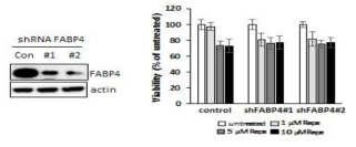 FABP4-knockdown 253J의 rapamycin 처리에 따른 세포 성장 비교