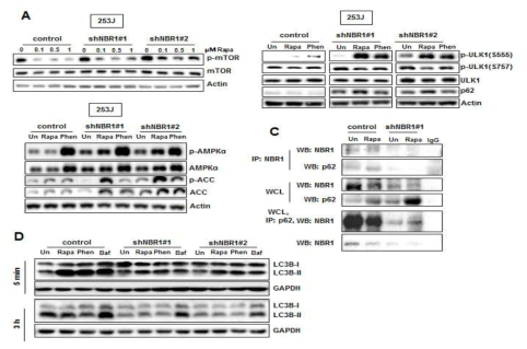 NBR1-knockdown 방광암 세포주에서 rapamycin 처리로 AMPK의 활성화 및 autophagy-initiation 유도