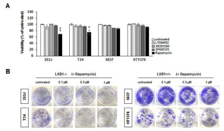 LKB1 발현 수준에 따른 rapamycin 및 MAPK 경로 차단제에 대한 세포증식 억제 효과 비교