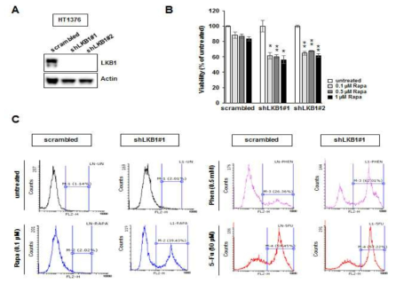 LKB1-knockdown HT1376세포주에 대한 rapamycin 민감도 및 apoptosis 유도