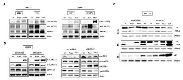 LKB1-knockdown HT1376 세포주에 rapamycin 처리에 따른 autophagy-initiation 단백질의 활성화 및 autophagosomal elongation LC3B-II의 claeavage의 증가