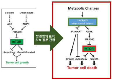 Metabolic disorder를 이용한 mTOR의 새로운 타겟 경로의 발굴