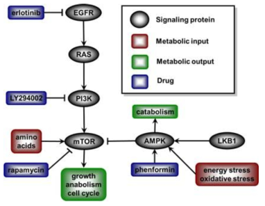LKB1-AMPK-mTOR 경로를 타겟하는 약물의 조합 가능성 및 에너지 대사 스트레스를 통한 AMPK의 활성화 유도