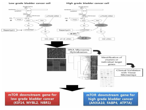 저등급 및 고등급 방광암 세포주에서 mTOR 신호 차단 시 하위 유전자의 발현 차이를 보인 후보 유전자 선정
