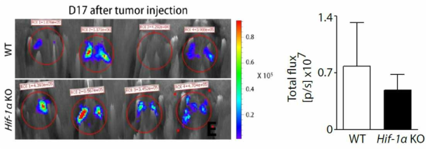 골수이식이 되지 않은 WT (wild-type)과 Hif-1α KO 마우스에서 유사한 실험을 수행했을 경우, 폐전이에 차이가 없음을 확인함