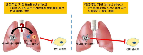 본 연구자가 제안하는 폐 매크로파지의 HIF 발현에 의한 전이 억제에 있어서의 간접적(왼쪽) 또는 직접적(오른쪽) 기작
