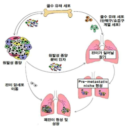 Pre-metastatic niche(원격전이) 형성 기작을 나타내는 그림