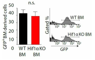 1년차 연구에서 수행한 WT 또는 Hif-1α KO 마우스에서 유래된 골수 (bone marrow, BM)세포의 숫자에는 차이가 없는 것으로 관찰됨. 오른쪽: FACS plot