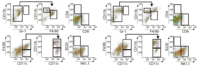 폐로 침윤하는 GFP를 발현하는 면역세포를 FACS로 분석한 FACS plot을 나타냄. 왼쪽 WT, 오른쪽 Hif-1α KO 마우스 유래 GFP 골수세포
