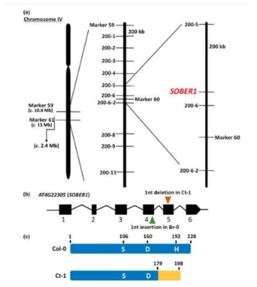 SOBER1이 위치하는 4번 염색체의 좌위 및 Col-0와 Ct-1간의 SOBER1 염기서열 및 아미노산 서열 차이