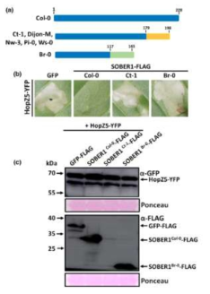 애기장대 accession들의 SOBER1 단백질 아미노산 서열 비교 및 HopZ5 저항성 억제반응 비교