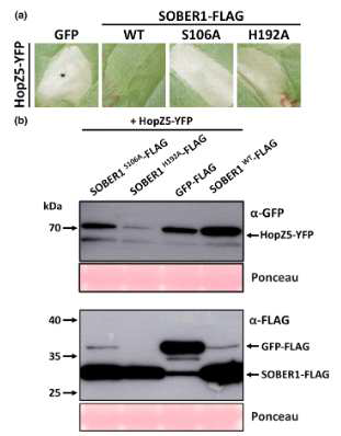 SOBER1의 S106과 H192가 HopZ5 인식을 억제하는데 요구됨