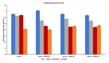RPM1 형질전환 Tscha-1에서 HopZ5에 의하여 병원균 Pto DC3000의 생장이 억제됨