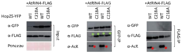 HopZ5가 RIN4를 trans-acetylation 함