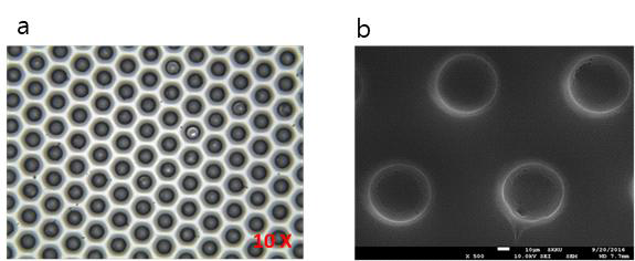 (a) 3D 미세 구조화 된 PDMS 기판의 광학 이미지 및 (b) FE-SEM 이미지