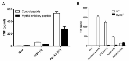 (A) 사람의 말초혈액 단핵세포에서 유래한 대식세포에 Myd88 inhibitory peptide와 함께 ApoE를 처리한 후 약 20시간 뒤에 분비되는 TNF의 양을 ELISA로 측정하였음. PGN(Peptidoglycan)은 Myd88 inhibitory peptide에 의한 저해 효과를 보기 위한 control로 사용함. (B) Wild type 생쥐와 Myd88이 결손된 생쥐의 골수세포에서 유래한 대식세포에 ApoE를 처리한 후 약 20시간 뒤에 분비되는 TNF의 양을 ELISA로 측정하였음. Poly(I:C)는 Myd88 결손에 의해 영향을 받지 않는 control로 사용하고 Pam3CSK4 (TLR2 ligand)와 LPS (TLR4 ligand)는 Myd88 결손을 확인하기 위한 control로 사용함