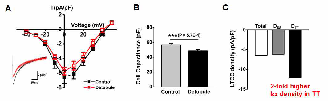 Rat 심방근 세포의 T-tubule 세포막 내 L-type Ca channel (LTCC) 밀도. A) Patch-clamp법을 이용한 LTCC 전류 측정 비교. B) T-tubule 제거에 따른 세포막 면적(cell capacitance, Cm)의 감소를 보여주는 결과. C) A-B의 결과를 이용해 환산한 심방근 T-tubule 내 LTCC의 밀도(DTT)는 surface membrane의 밀도(Dss)에 비해 약 2배가량 높음